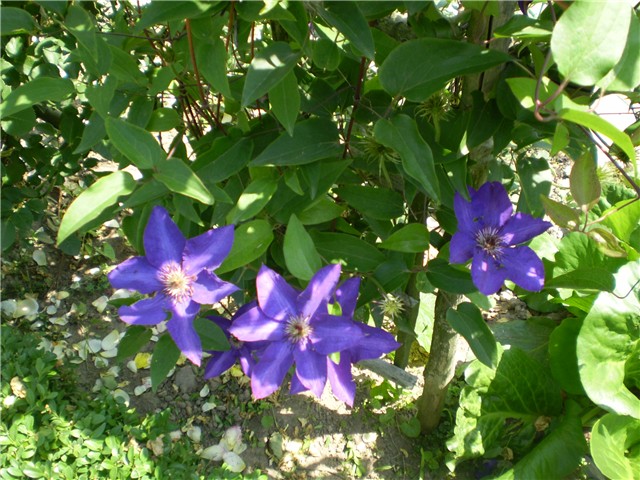 clematis